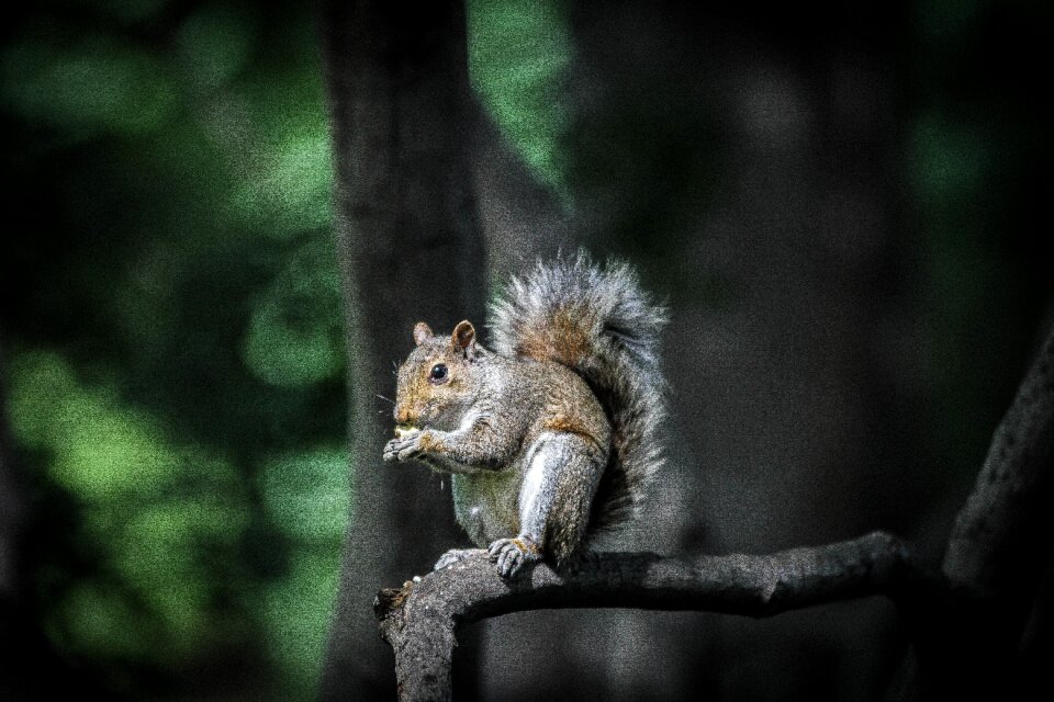 Blur squirrel animal