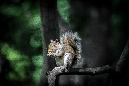 Blur squirrel animal photo