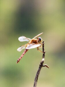 Backlight winged insect sympetrum fonscolombii photo
