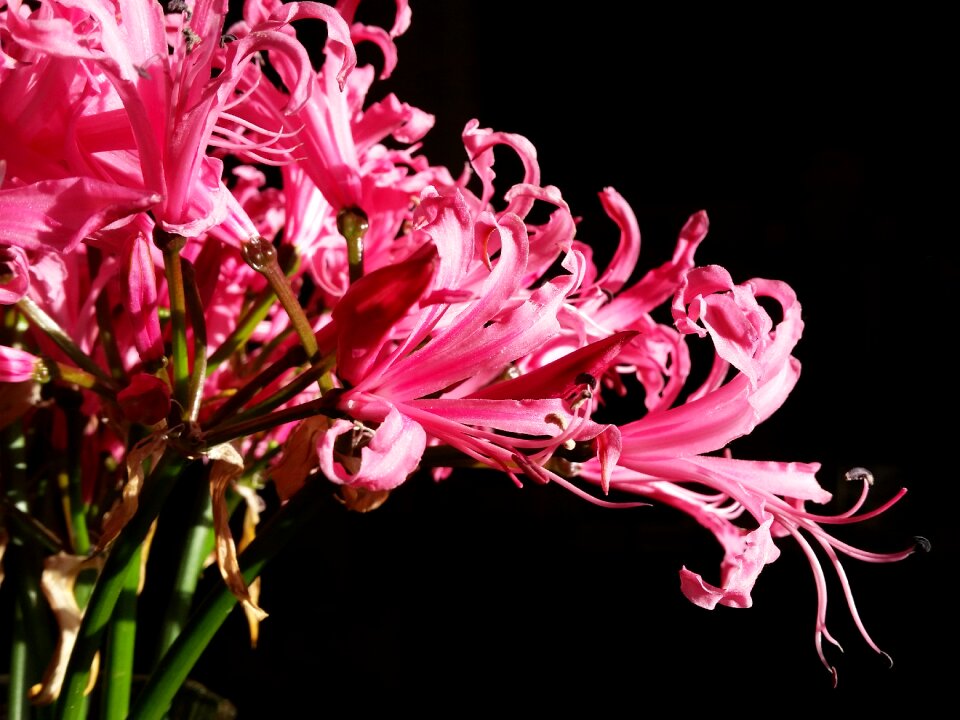 Lily plant nature