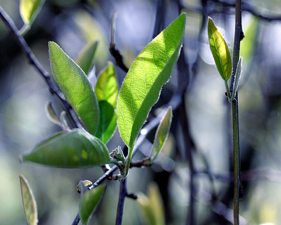 Nature fresh season