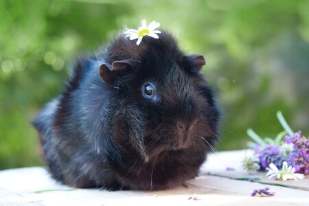 Spring guinea pig photo