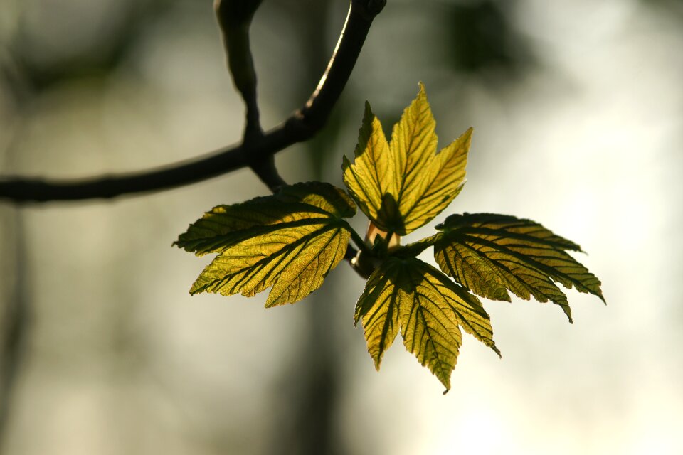 Outdoors tree spring