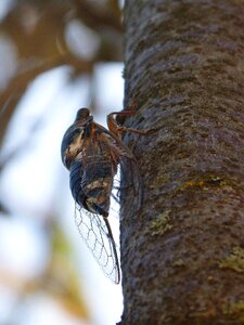 Cicada summer cri cri i cicádido