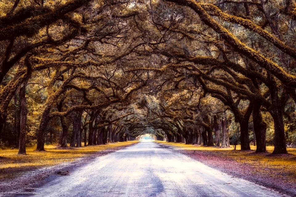 Road nature outdoors