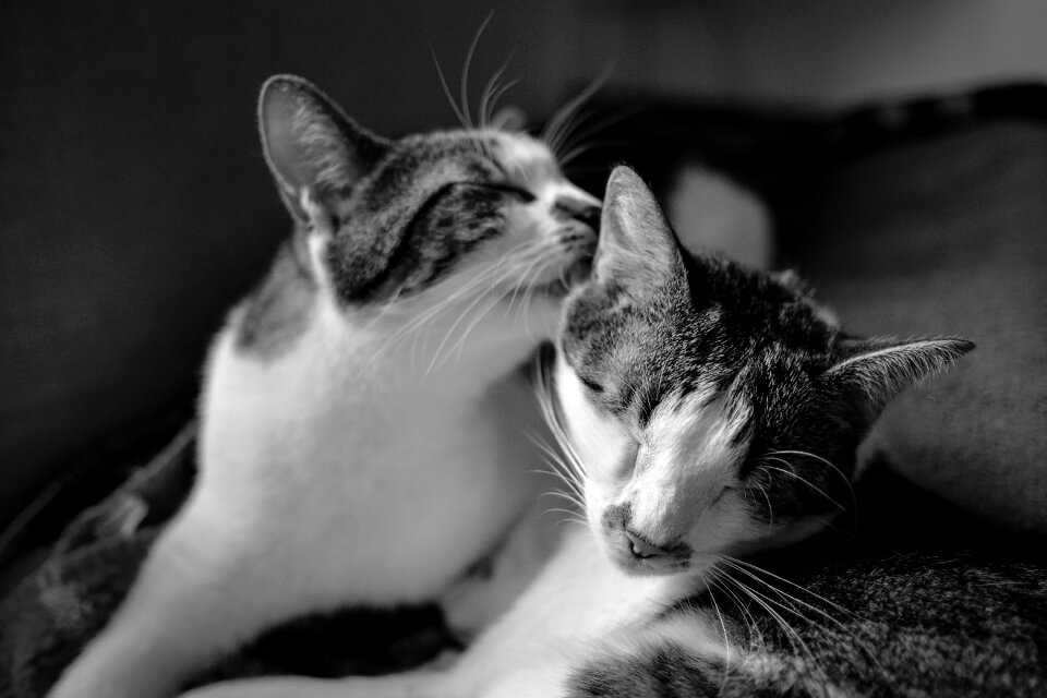 Pet monochrome house