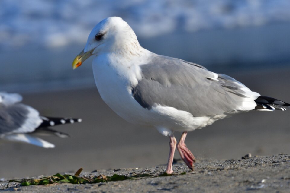 Natural wild animals seguro seagulls
