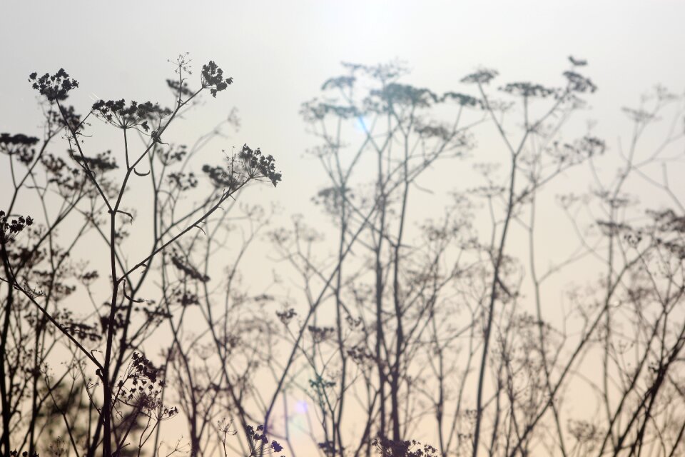 Natural foliage plant
