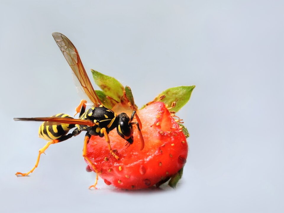 Wasp hymenoptera insect