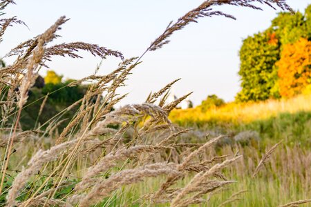 Grass dry autumn