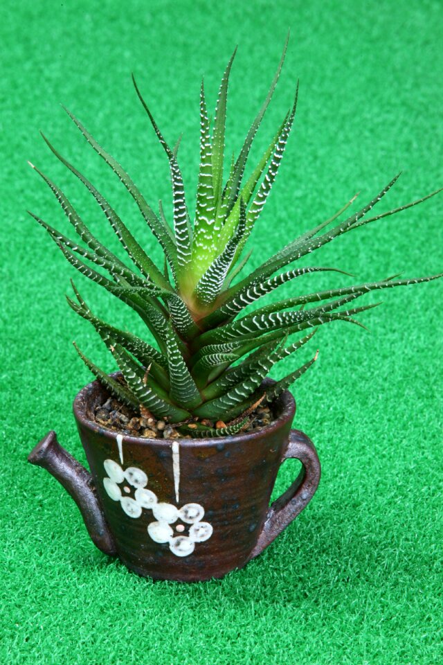 Nature plants flower