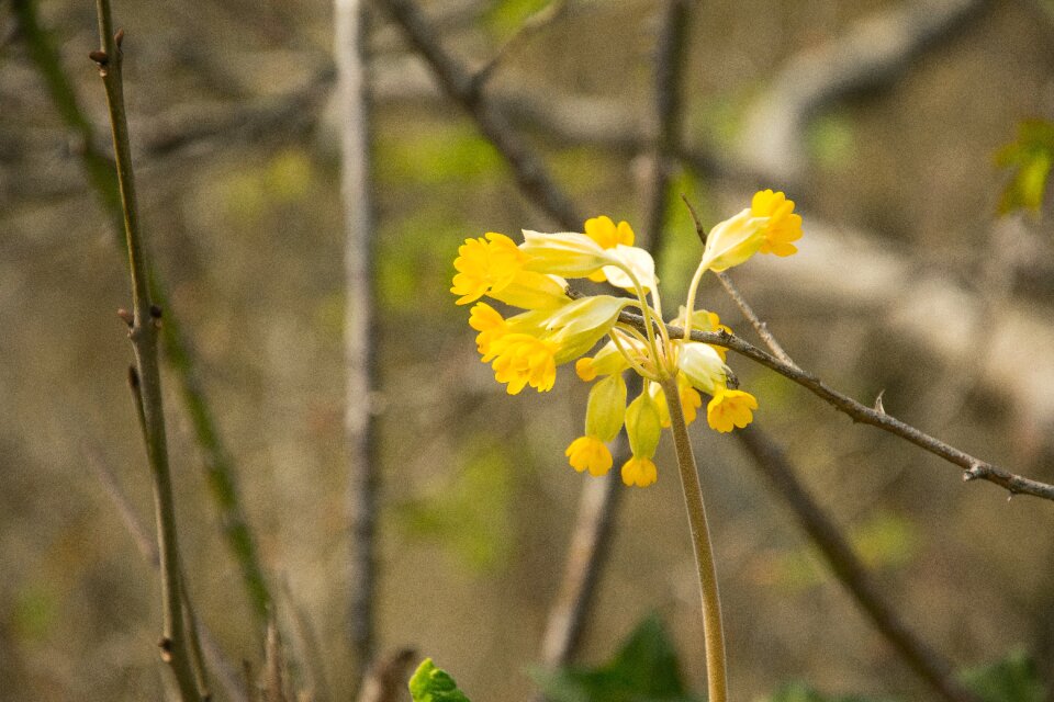 Flower leaf close up