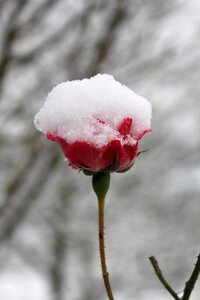 Snow winter rose photo
