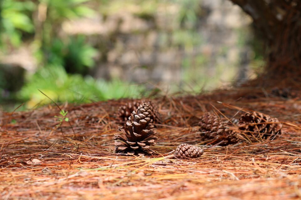 Outdoors wildlife animalia
