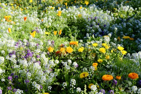 Flowers summer flowers meadow