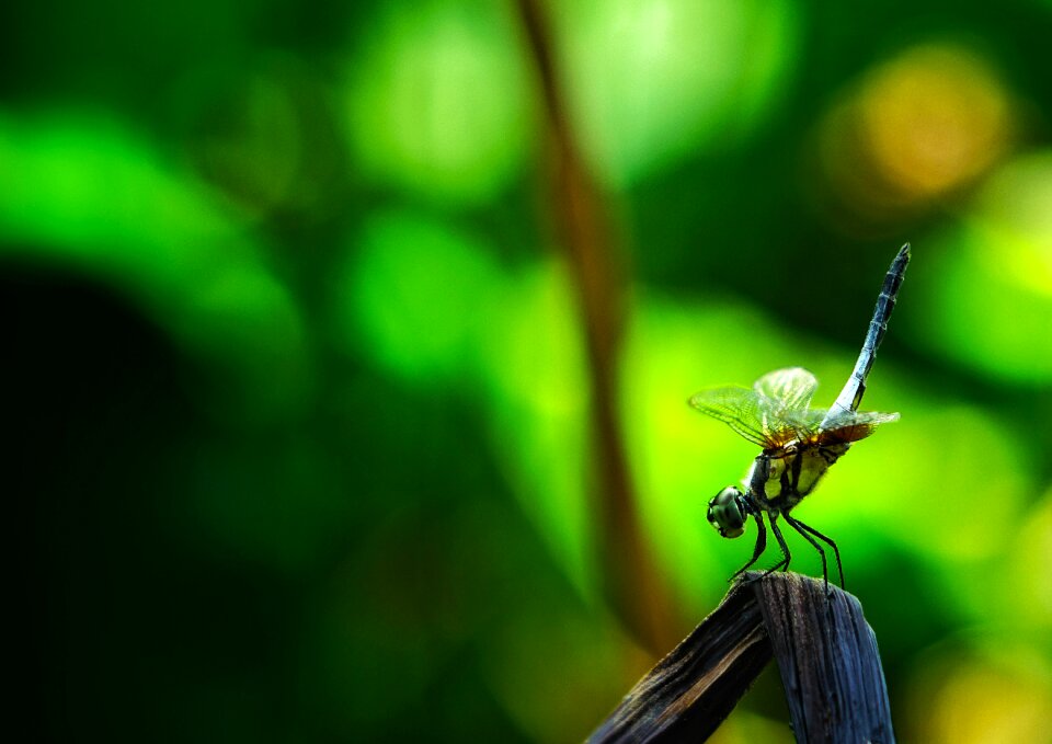 Pond fly wings