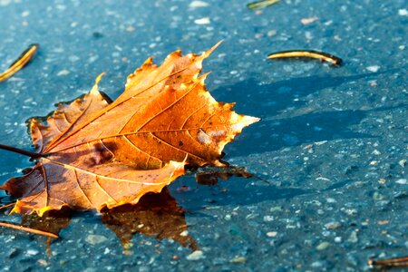 Puddle fall nature