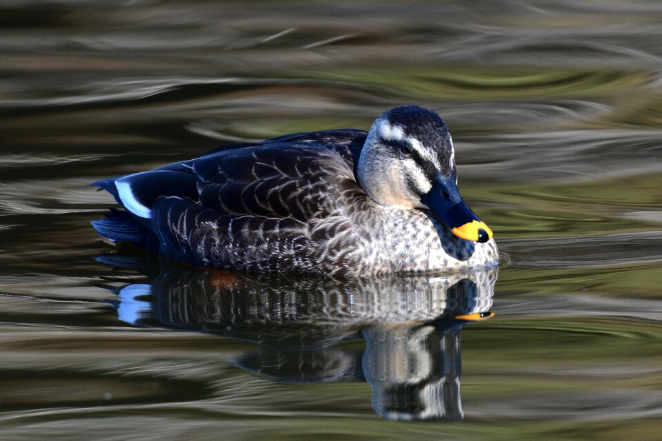 Wild animals natural spot-billed duck