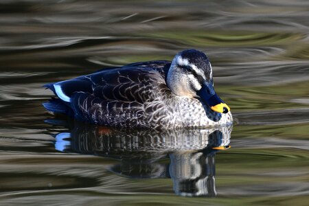 Wild animals natural spot-billed duck