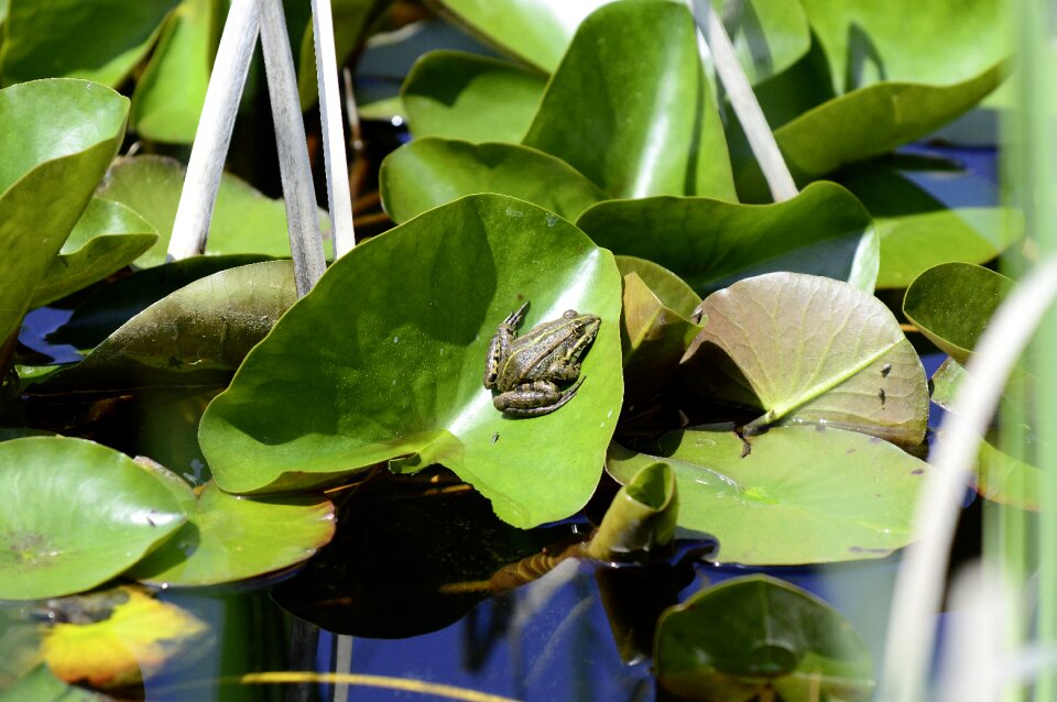 Water frog animal water