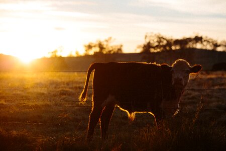 Green grass farm photo