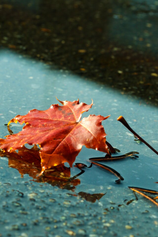Puddle fall nature