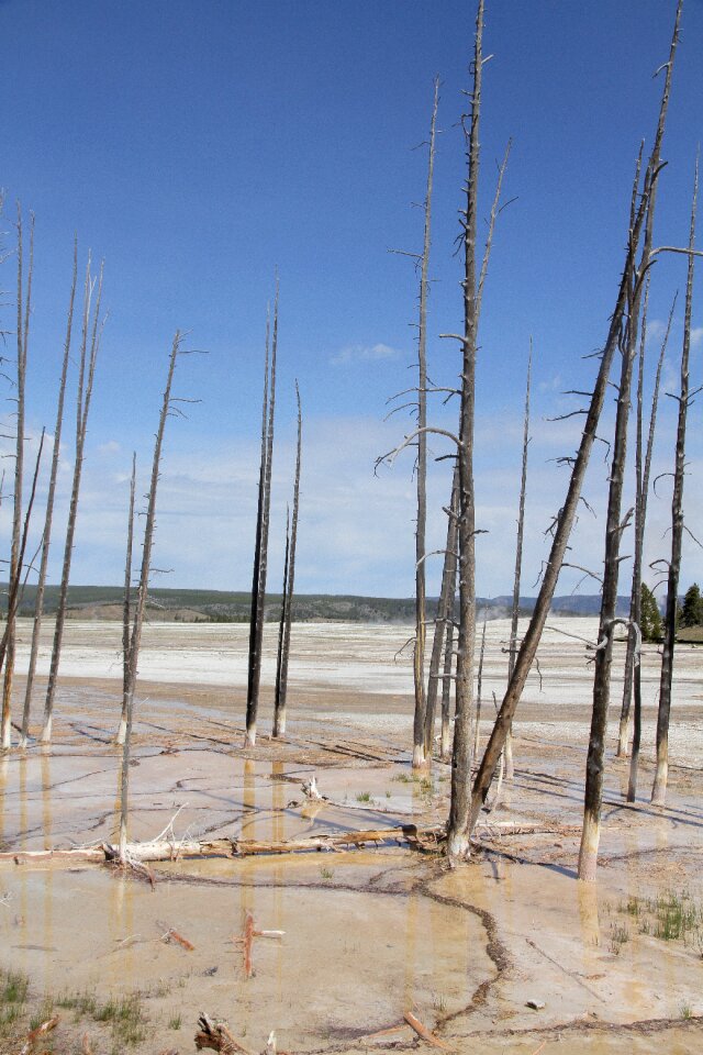 Trees burn dead lands