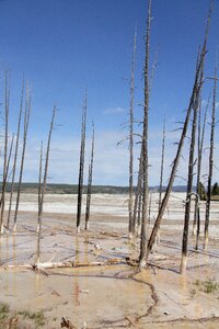 Trees burn dead lands
