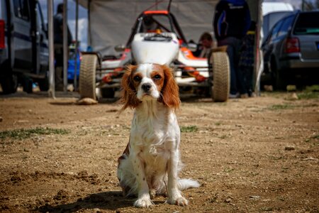 Animal purebred dog race