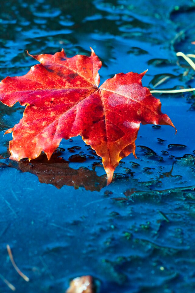 Puddle fall nature