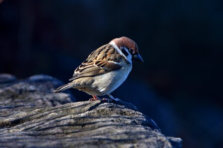 Outdoors animal sparrow