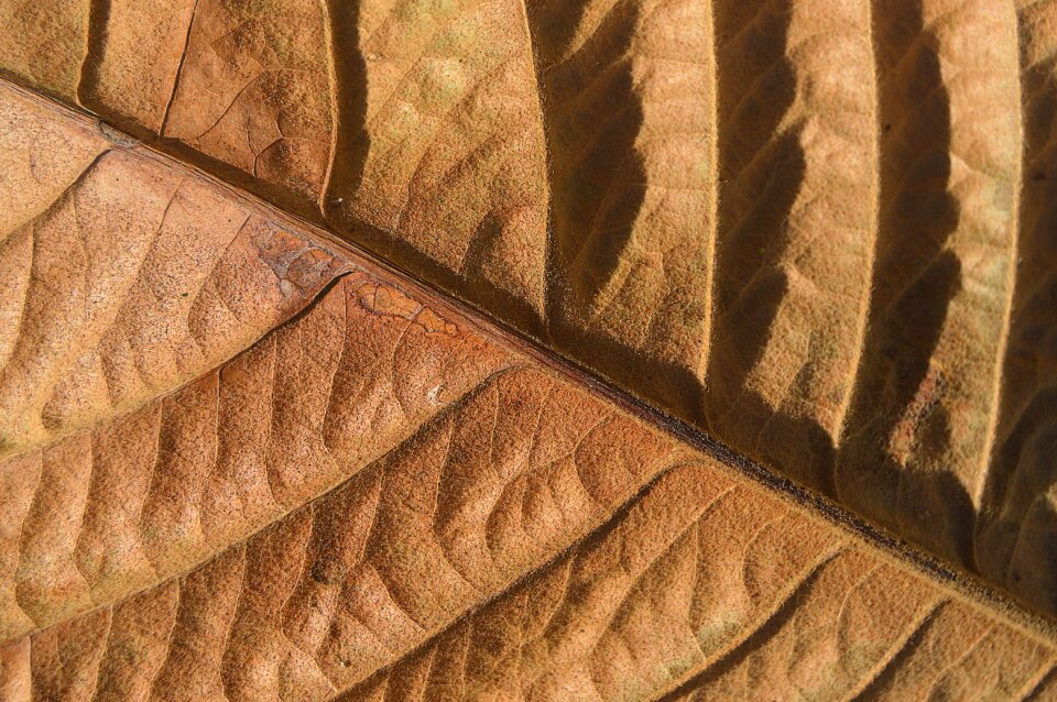 Dry red leaf still life