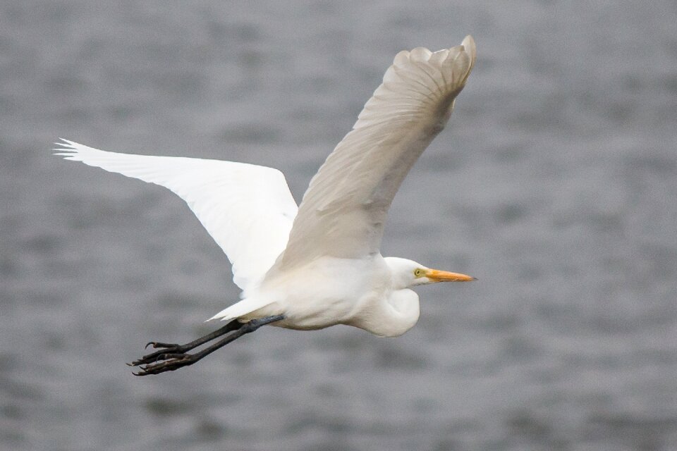 Nature feather egret