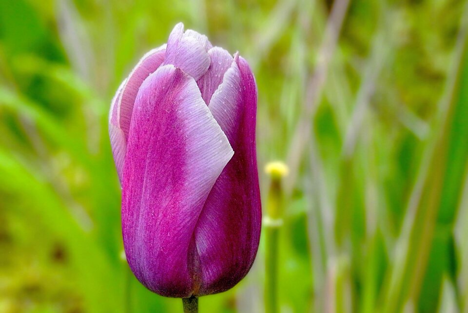 Nature plant spring