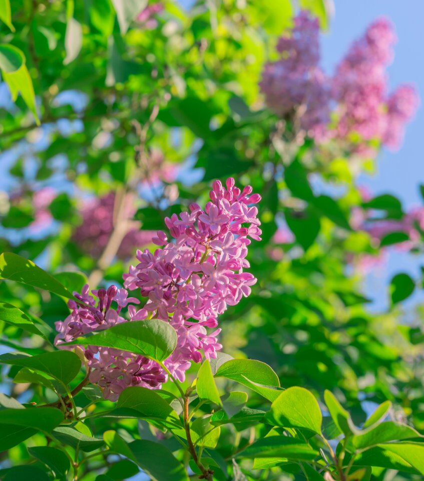 Petals purple plant