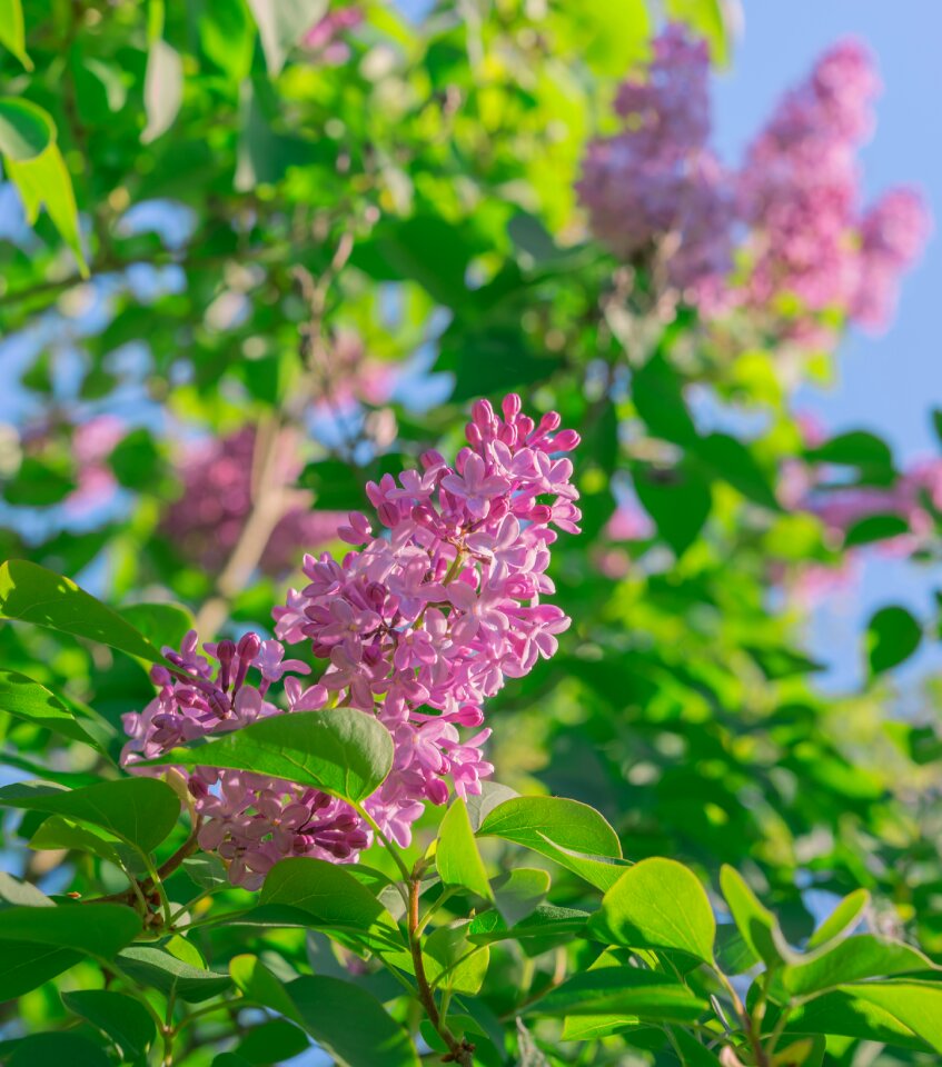 Petals purple plant photo