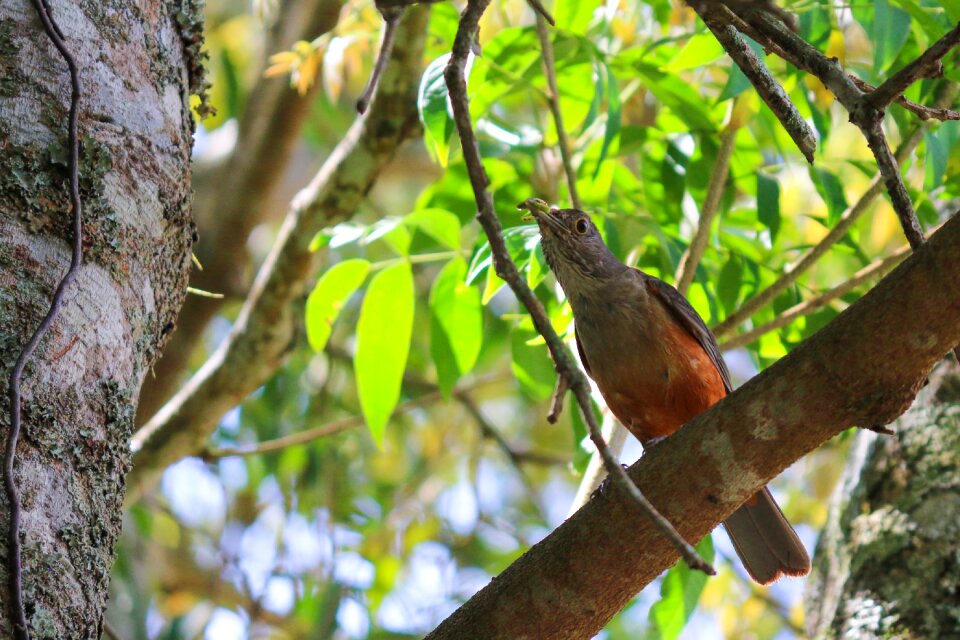 Wildlife wood birds