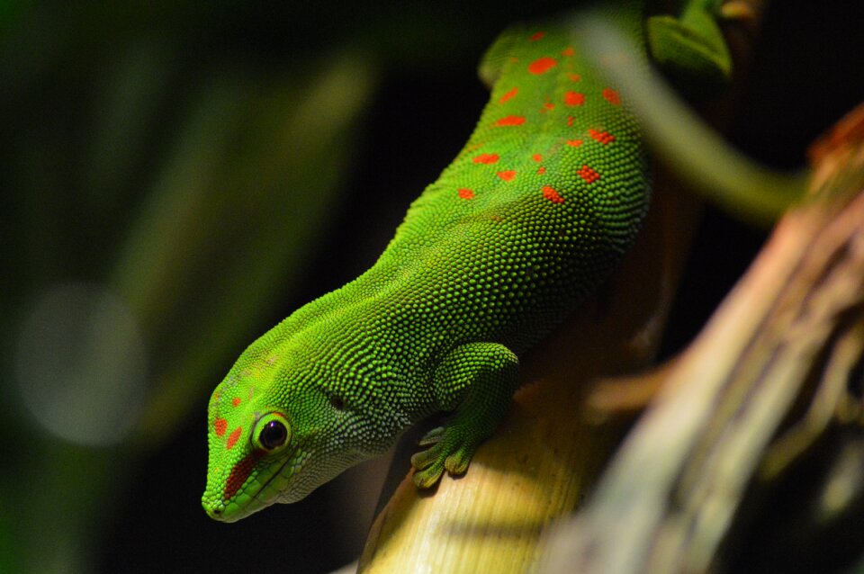 Reptile no person nature