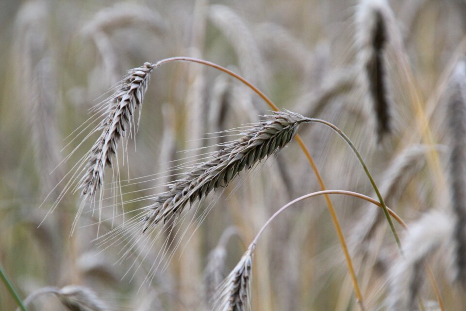 Barley field ear field