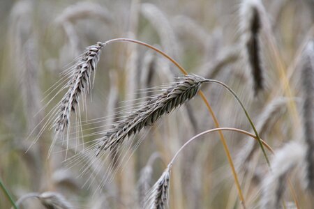 Barley field ear field