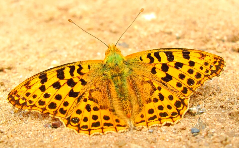 Animals butterflies dostojka hollis