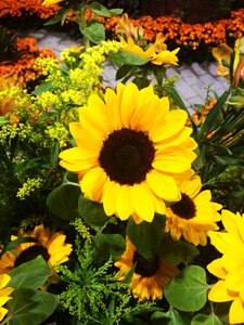 Sunflower flower garden