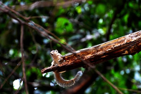 Wildlife outdoors animal