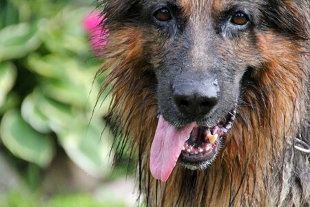 German shepherd dog eyes sweet