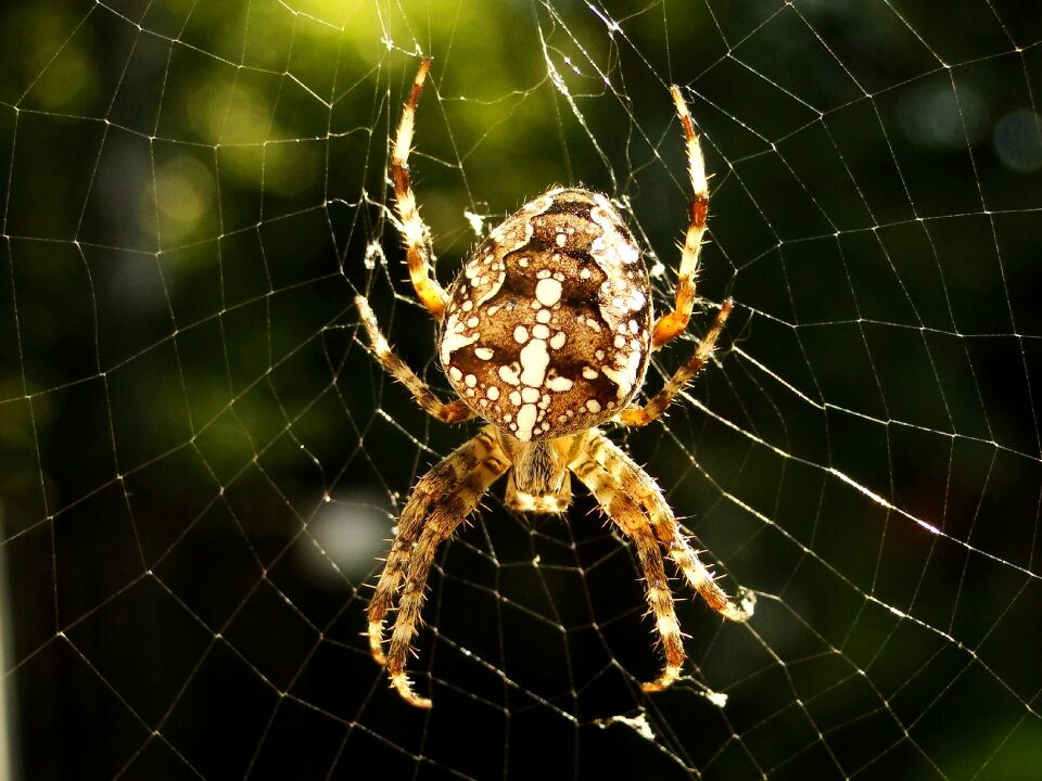 Cobweb phobia crusader garden