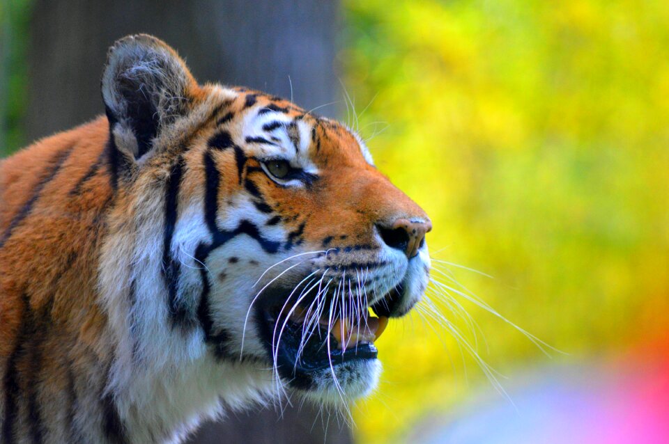 Mammal nature cat