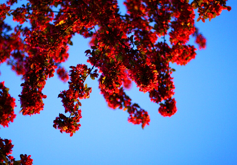 Bright spring flowers