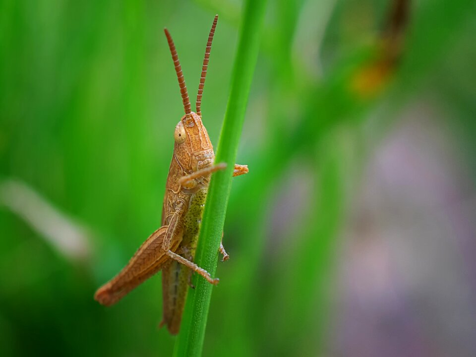 Evertebrat animal world leaf