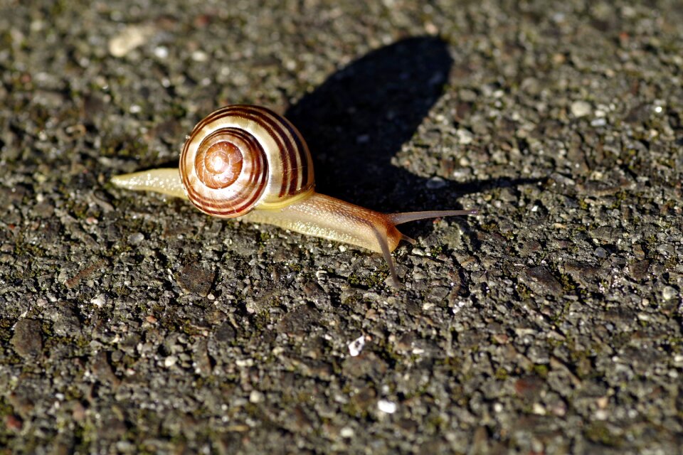 Molluscum scallop crawl