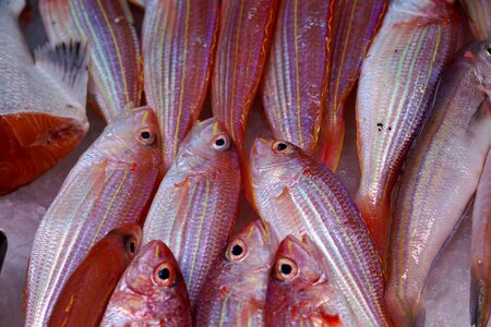 Market ocean fish soup